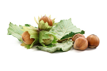 branch with hazelnuts - ramo con nocciole