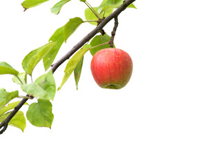 Reifer Apfel am Baum - freigstellt