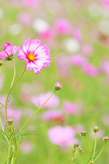 ピンク模様のコスモス