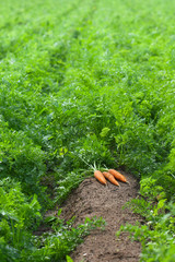 Carrots are ready to harvest