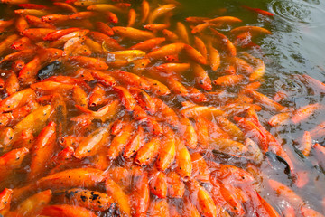 Brocarded carp in pond