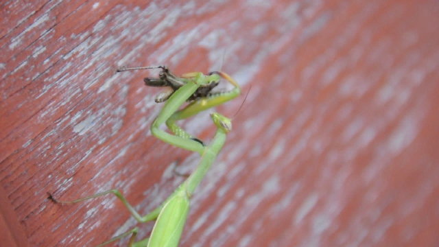 Europ&auml;ische Gottesanbeterin verspeist Grash&uuml;pfer