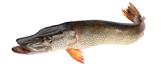Photo sur Plexiglas Poisson poisson brochet