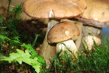 Gallenröhrling (Tylopilus felleus)