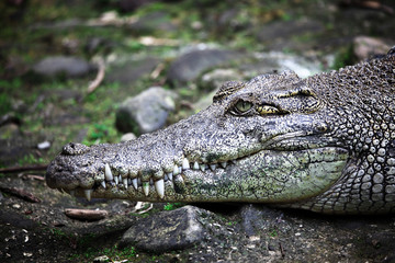 crocodile portrait