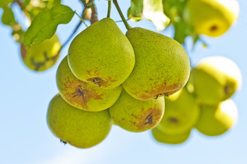 Mostbirne © hjschneider