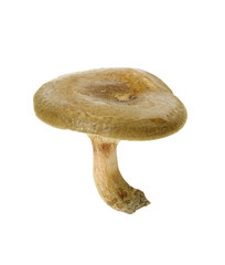 Fresh mushroom isolated on white background