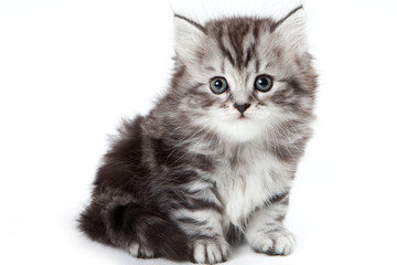 Grey kitten isolated on white