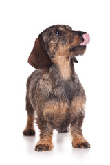 Dachshund puppy on white background