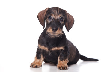 Obraz premium Dachshund puppy on white background