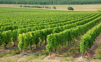 Fototapeta na wymiar Francja, winnic w Sauternes