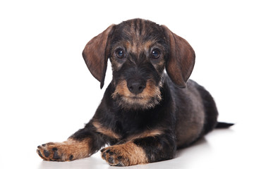 Dachshund puppy on white background