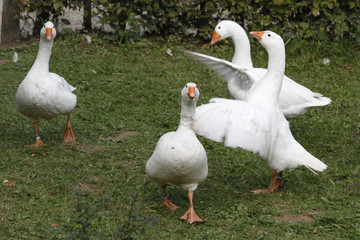 Lippegänse