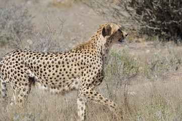 HUNTING CHEETAH