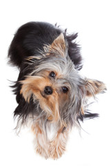 Yorkshire terrier