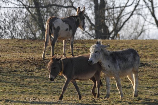 Group of young male donkeys