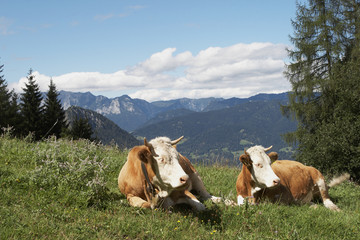 Zwei Kühe auf einer Wiese in den Alpen