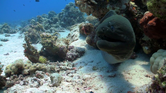 murena in coral reefs, Red sea