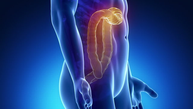 Male scan COLON anatomy in blue x-ray loop