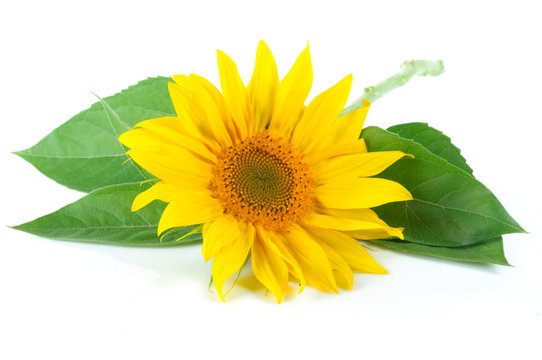 sunflower with green leaves