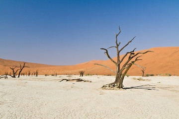 Fototapeta na wymiar Dead Vlei, Namibwüste, Namibia, Afrika