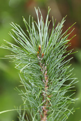 Siberian stone pine