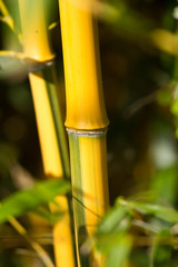 Bambou jaune