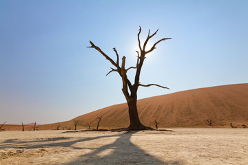 Toter Baum wirft einen Schatten, Namibia