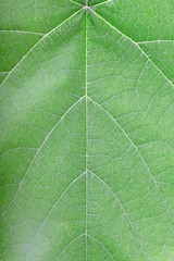 Green leaf vein texture background