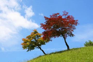 Fotobehang Deux arbres colorés sur une colline © nfrPictures