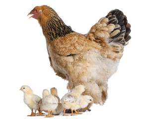 Brown Brahma Hen and her chicks in front of a white background