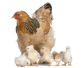 Brown Brahma Hen and her chicks in front of a white background