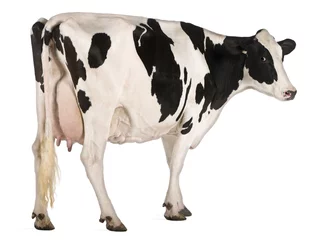 Gordijnen Holstein koe, 5 jaar oud, staande voor witte achtergrond © Eric Isselée