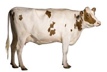 Holstein cow, 4 years old, standing in front of white background
