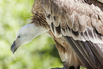 Buitre (gyps fulvus)
