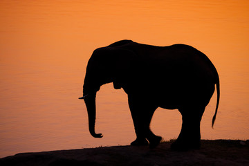 Fototapeta na wymiar Sylwetka słonia