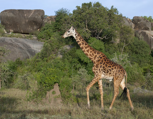 Giraffe at the Serengeti National Park, Tanzania, Africa