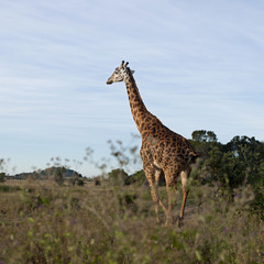 Giraffe at the Serengeti National Park, Tanzania, Africa