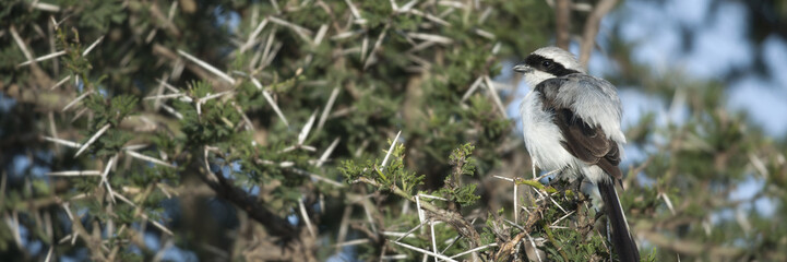 Grey-backed Fiscal, Lanius excubitoroides