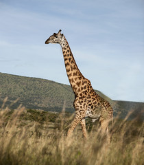 Naklejka na ściany i meble Giraffe at the Serengeti National Park, Tanzania, Africa