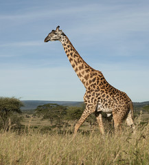 Giraffe at the Serengeti National Park, Tanzania, Africa