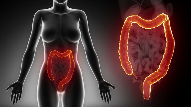 Female COLON anatomy details black x-ray loop