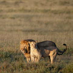 Lion and Lioness at the Serengeti National Park, Tanzania