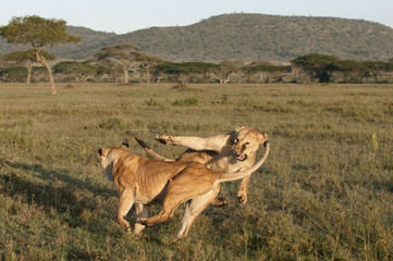 Lioness playing together at the Serengeti National Park