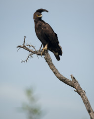 Long-crested Eagle, Lophaetus occipitalis