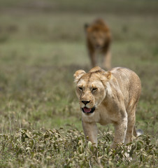 Lioness at the Serengeti National Park, Tanzania, Africa