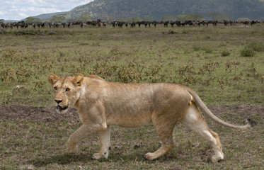 Obraz na płótnie Canvas Lioness i stado gnu w Serengeti National Park