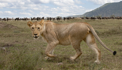 Lioness and herd of wildebeest at the Serengeti National Park