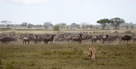 Naklejka na ściany i meble Lioness i stado gnu w Serengeti National Park