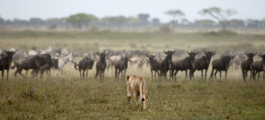 Lioness and herd of wildebeest at the Serengeti National Park